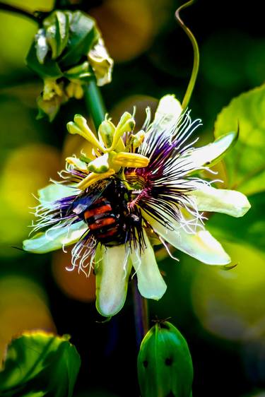 Original Abstract Expressionism Botanic Photography by Sergio Luiz Cerezer Benetti