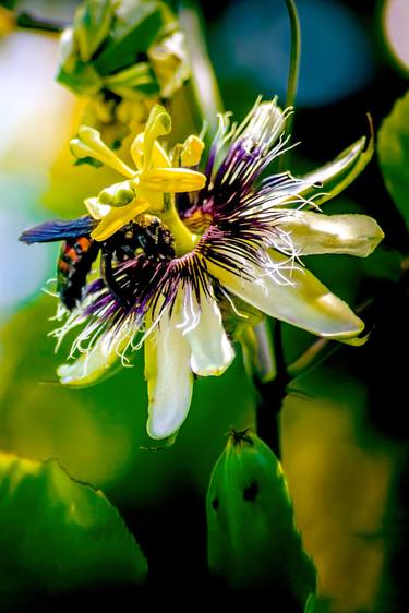 Print of Abstract Expressionism Botanic Photography by Sergio Luiz Cerezer Benetti