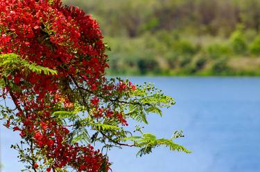 Print of Tree Photography by Sergio Luiz Cerezer Benetti