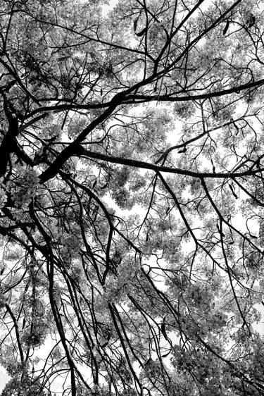 Original Conceptual Tree Photography by Sergio Luiz Cerezer Benetti