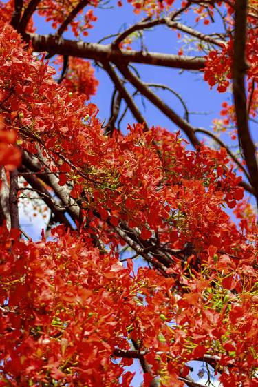 The Red Acacia Trunk thumb