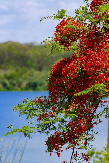 Original Tree Photography by Sergio Luiz Cerezer Benetti