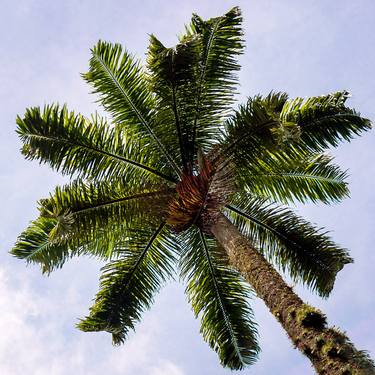 Print of Tree Photography by Sergio Luiz Cerezer Benetti