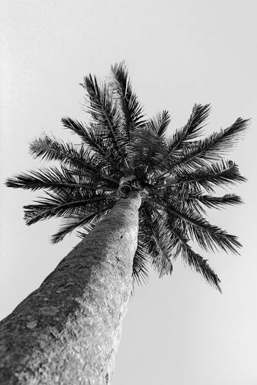 Original Conceptual Tree Photography by Sergio Luiz Cerezer Benetti