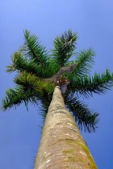 Print of Conceptual Tree Photography by Sergio Luiz Cerezer Benetti