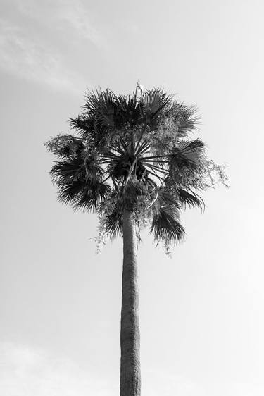 Original Tree Photography by Sergio Luiz Cerezer Benetti