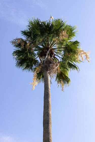 Print of Conceptual Tree Photography by Sergio Luiz Cerezer Benetti