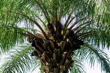 Print of Tree Photography by Sergio Luiz Cerezer Benetti