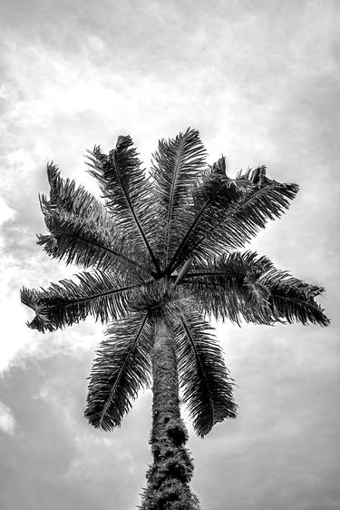 Original Tree Photography by Sergio Luiz Cerezer Benetti
