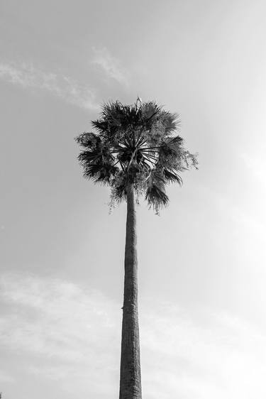 Original Conceptual Tree Photography by Sergio Luiz Cerezer Benetti