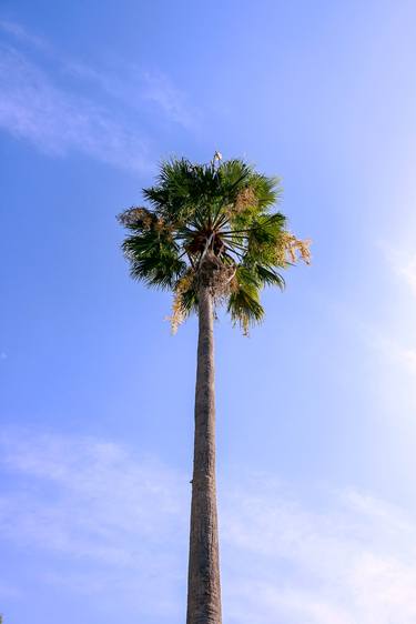 Print of Conceptual Tree Photography by Sergio Luiz Cerezer Benetti