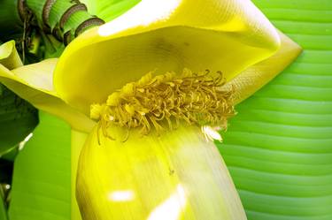 Print of Botanic Photography by Sergio Luiz Cerezer Benetti