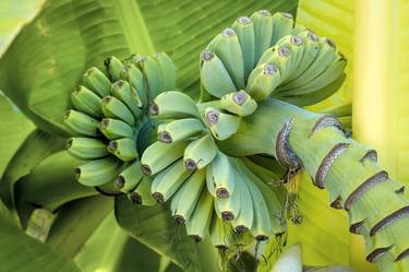 Print of Conceptual Botanic Photography by Sergio Luiz Cerezer Benetti