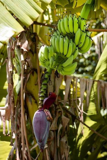 Print of Botanic Photography by Sergio Luiz Cerezer Benetti