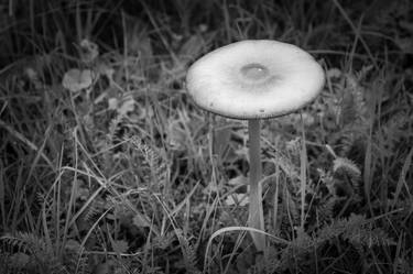 Print of Garden Photography by Sergio Luiz Cerezer Benetti