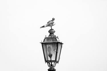 Original Art Nouveau Animal Photography by Sergio Luiz Cerezer Benetti