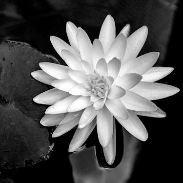 Original Black & White Floral Photography by Sergio Luiz Cerezer Benetti