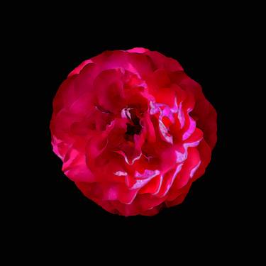 Original Abstract Expressionism Floral Photography by Sergio Luiz Cerezer Benetti