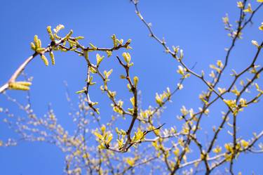 Print of Nature Photography by Sergio Luiz Cerezer Benetti