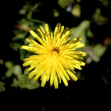 Original Figurative Floral Photography by Sergio Luiz Cerezer Benetti