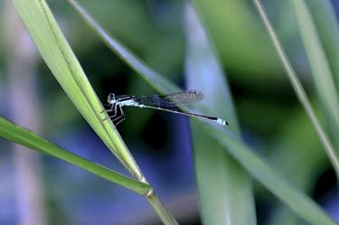 Original Animal Photography by Sergio Luiz Cerezer Benetti