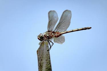 Original Animal Photography by Sergio Luiz Cerezer Benetti