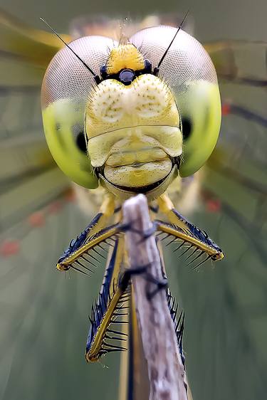 Original Abstract Expressionism Animal Photography by Sergio Luiz Cerezer Benetti