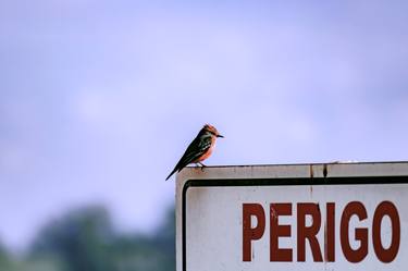 Original Classicism Animal Photography by Sergio Luiz Cerezer Benetti