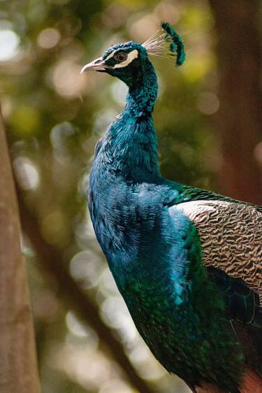 Original Classicism Animal Photography by Sergio Luiz Cerezer Benetti