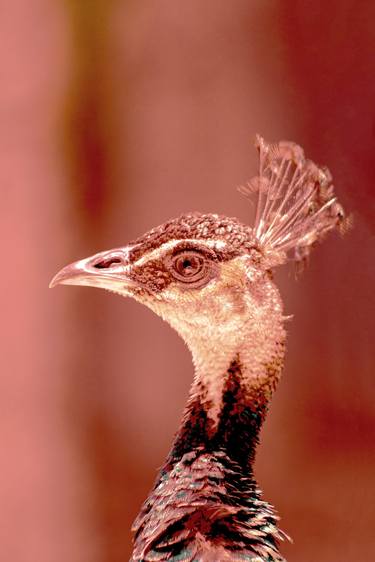 Original Abstract Expressionism Animal Photography by Sergio Luiz Cerezer Benetti