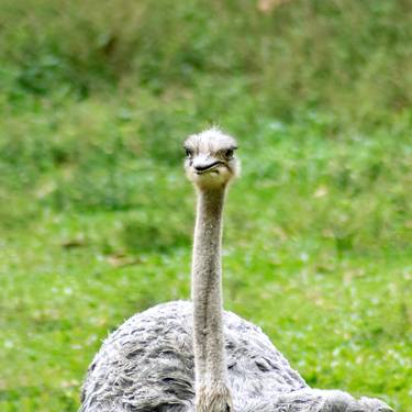 Original Classicism Animal Photography by Sergio Luiz Cerezer Benetti