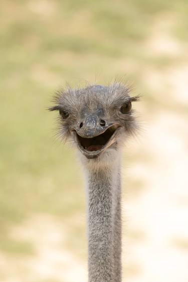 Original Classicism Animal Photography by Sergio Luiz Cerezer Benetti