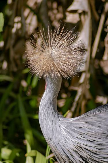 Original Classicism Animal Photography by Sergio Luiz Cerezer Benetti