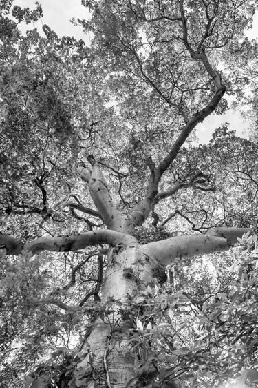 Original Abstract Expressionism Botanic Photography by Sergio Luiz Cerezer Benetti