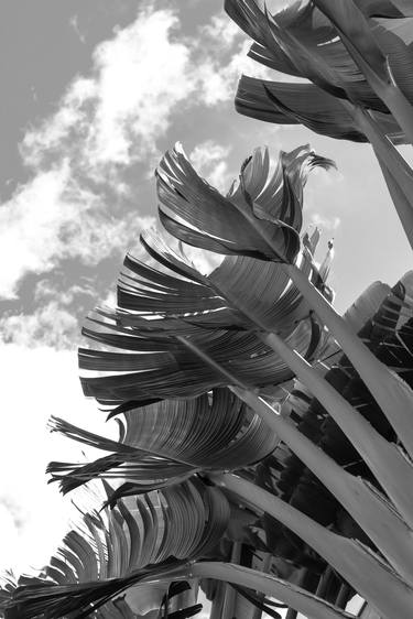Print of Abstract Expressionism Garden Photography by Sergio Luiz Cerezer Benetti