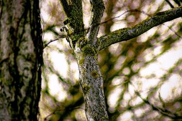 Original Conceptual Nature Photography by Sergio Luiz Cerezer Benetti