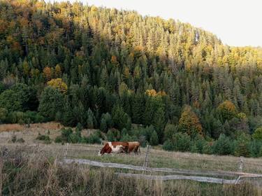 Print of Documentary Nature Photography by Katarina Prokic