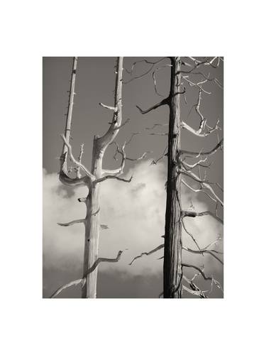 Winter trees Yosemite thumb