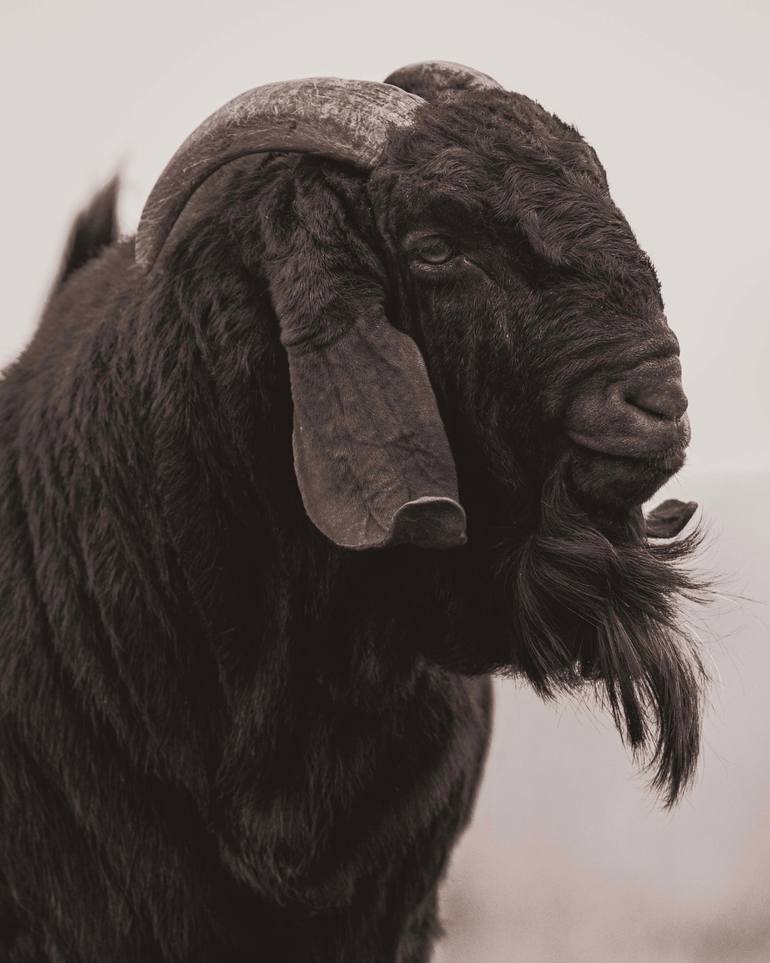 Original Black & White Animal Photography by Hilary O'Leary