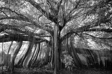 Tree in Auroville thumb