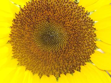Sunflower Welcome thumb