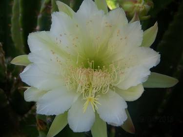 White Cactus Lily thumb