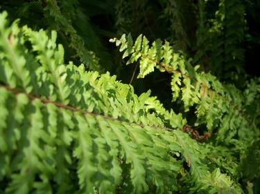 Climbing Fern / Reach thumb