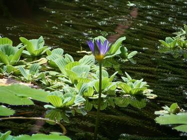 Purple Water Lily thumb