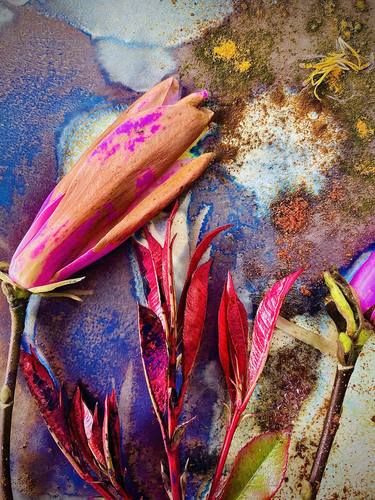 Original Contemporary Botanic Mixed Media by Nico Loynska