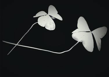 Original Figurative Floral Photography by AUGUSTO CITRANGULO