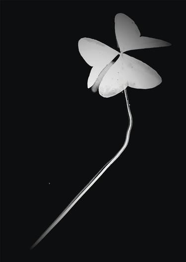 Print of Figurative Floral Photography by AUGUSTO CITRANGULO