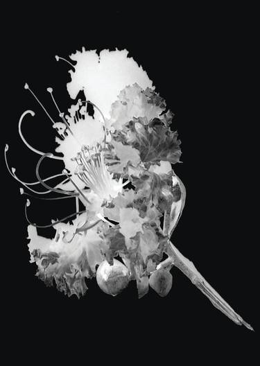 Original Figurative Floral Photography by AUGUSTO CITRANGULO