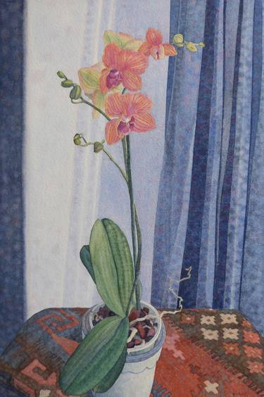 Orchid with blue curtain thumb