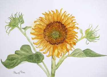 Sunflower Botanical thumb